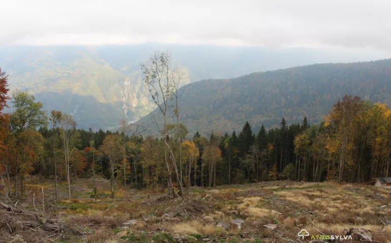 Reboisement Savoie 1