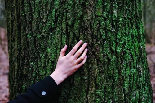 Forests and the senses