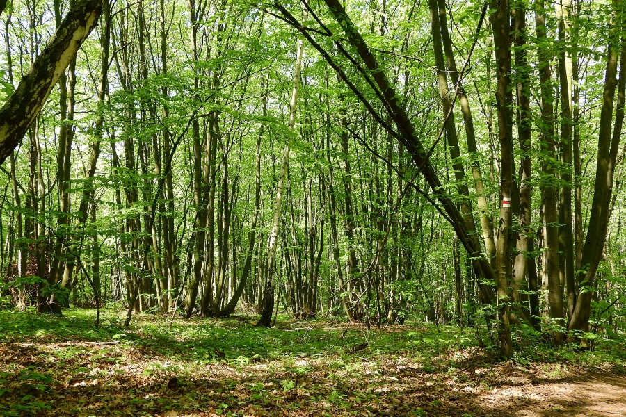 From coppice to high forest
